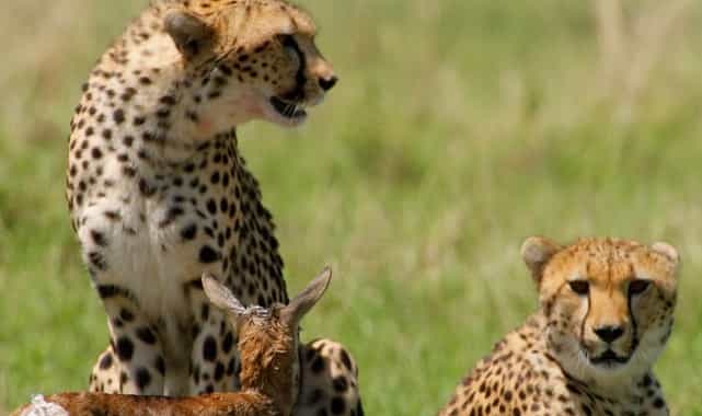 afrikanin vahsi dahileri 2 kasim pazar 20 00de national geographic wild ekranlarinda