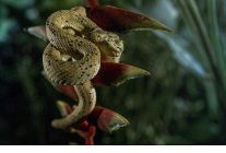 karanlik cokunce ozel 4 ocak pazar 20 00de national geographic wild ekranlarinda