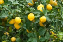 limon.webp