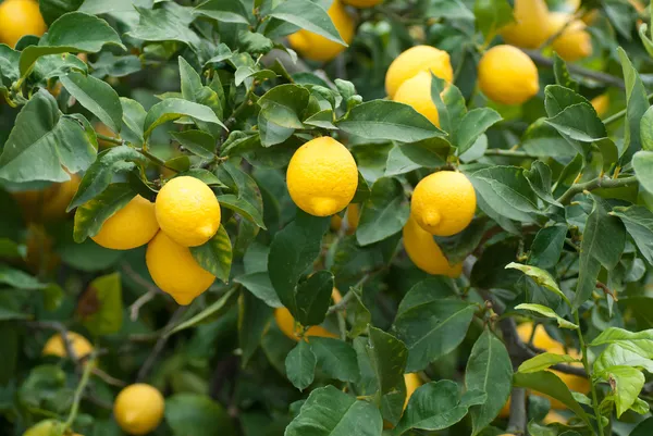 limon.webp