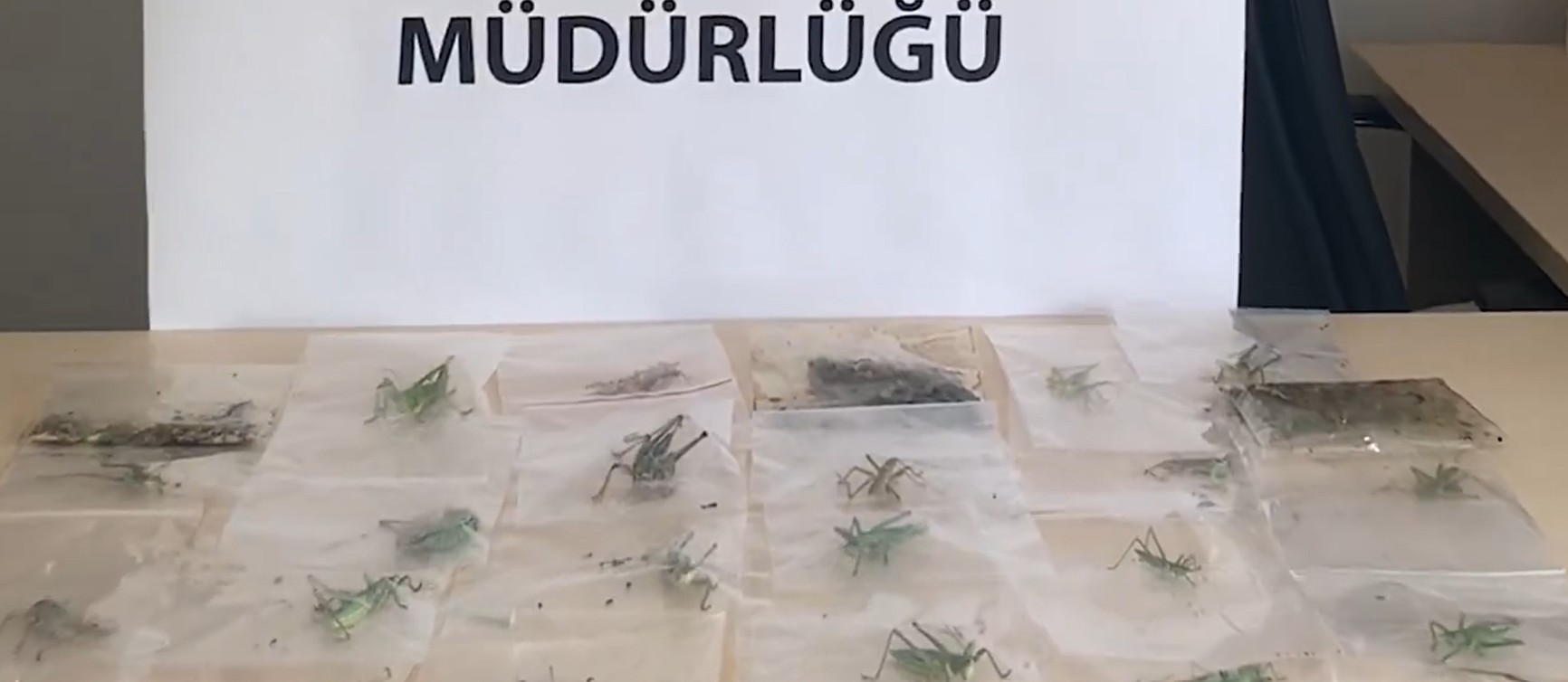 Adıyaman’da Çekirge Toplayan 3 Yabancı Uyruklu Şahsa 2 Milyon 97 Bin Lira Ceza 1 YASA DISI YOLLARLA CEKIRGE TOPLAYAN 3 KI 1358452 403338