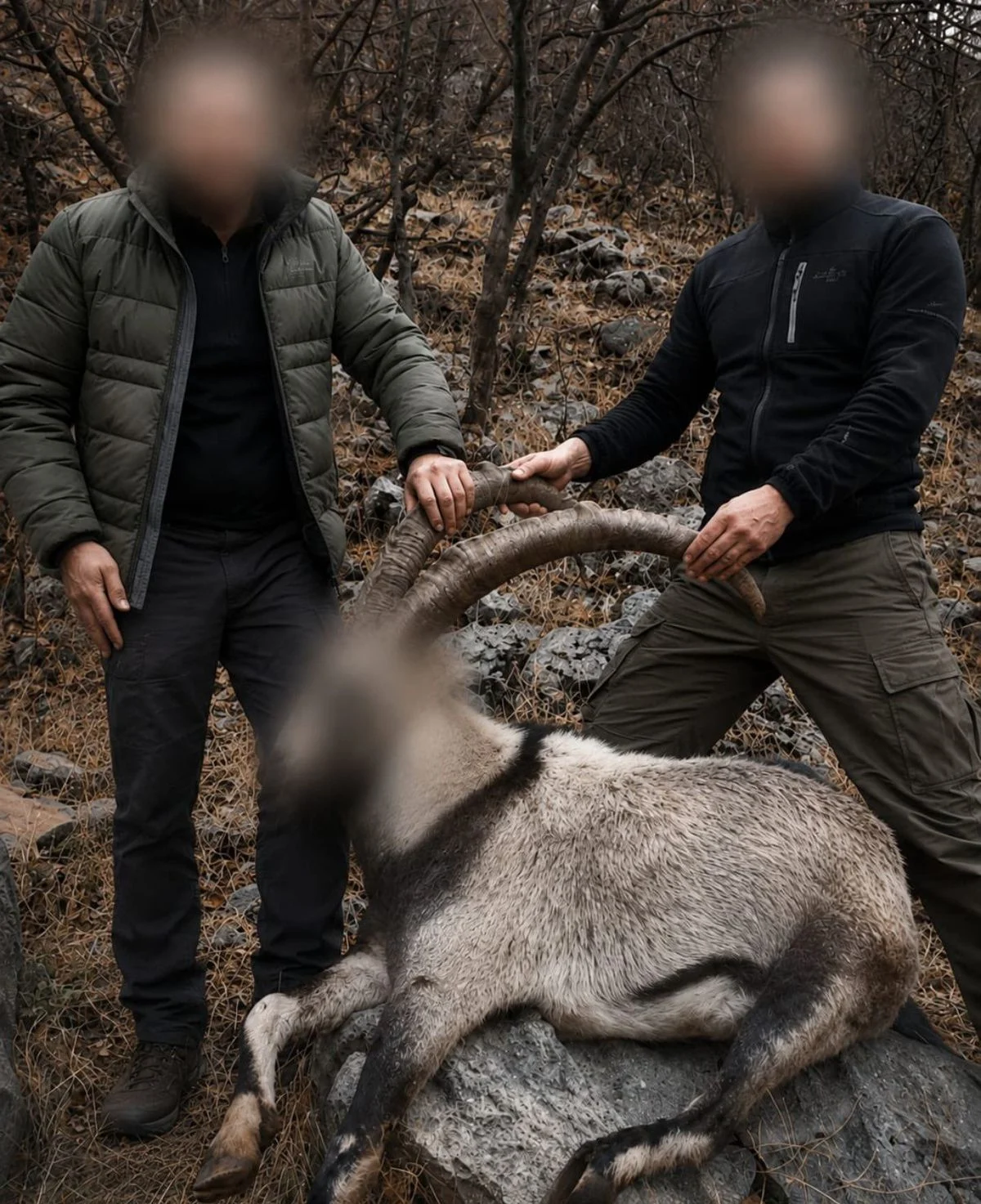 Siirt’te 5 Yaban Keçisini Yasa Dışı Avlayanlara Ceza Kesildi 1 siirt te koruma altindaki 5 yaban kecisini 20122506 amp.webp